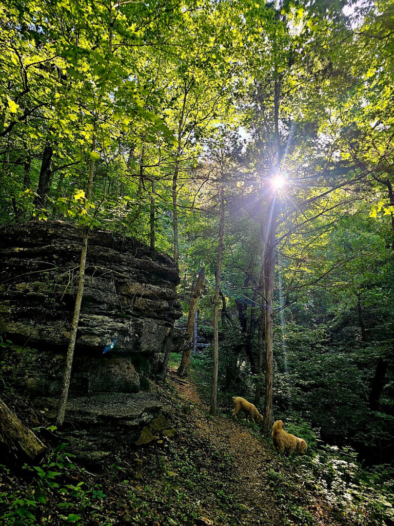 I have been hiking!!!  I'm taking the dogs 4 days a week before work, I'll send a few of my favorite photos. It's amazing to be back out there and I would never have done it without you, I seriously cannot thank you enough.       Jamie